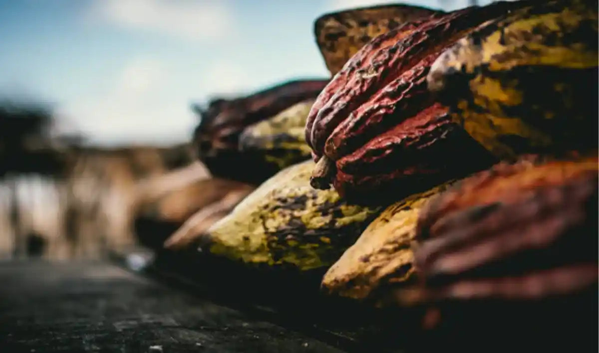 Rohkakao –  Das schokoladige Superfood!