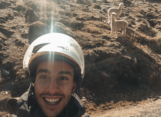Elias in Peru mit Alpacas